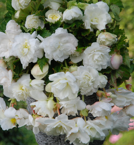 Begonia Giant Cascading Exhibition White 1 Bulb