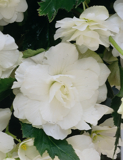 Begonia Giant Cascading Exhibition White 1 Bulb