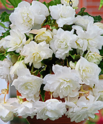 Begonia Giant Cascading Exhibition White 1 Bulb