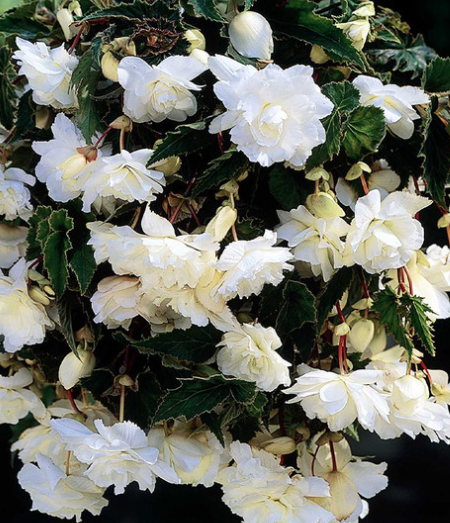 Begonia Giant Cascading Exhibition White 1 Bulb