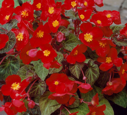 Begonia Multiflora Flamboyant 1 Bulb