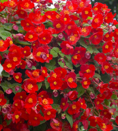 Begonia Multiflora Flamboyant 1 Bulb