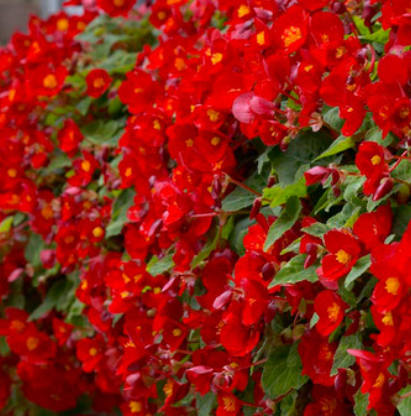 Begonia Multiflora Flamboyant 1 Bulb