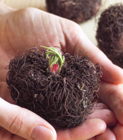 Begonia Christine 1 Bulb