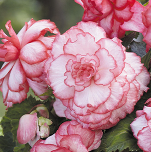 Begonia Two-color Rosebud 1 Bulb
