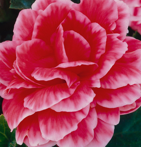 Begonia Two-color Camelia 1 Bulb