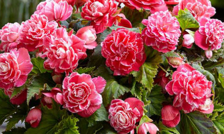 Begonia Two-color Camelia 1 Bulb