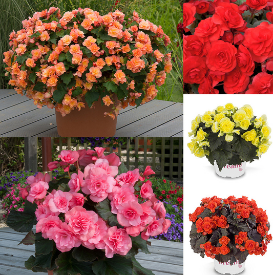 Begonia Patio Collection 5 Bulbs
