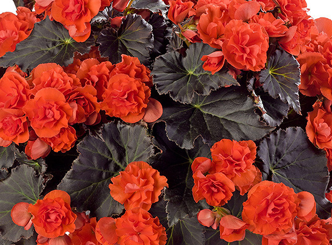Begonia Patio Collection 5 Bulbs