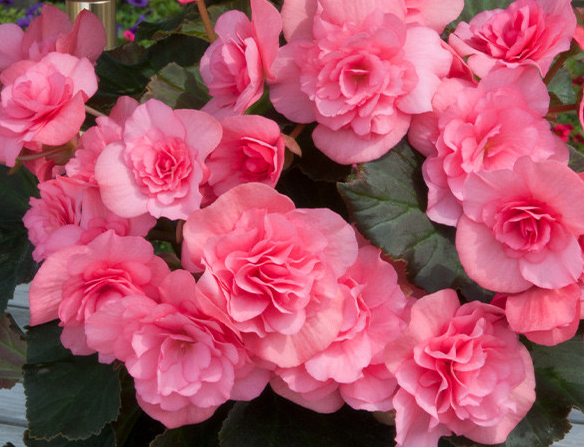 Begonia Patio Collection 5 Bulbs