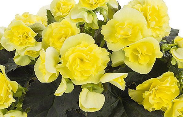 Begonia Patio Collection 5 Bulbs