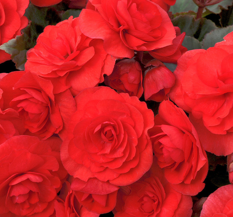 Begonia Patio Collection 5 Bulbs