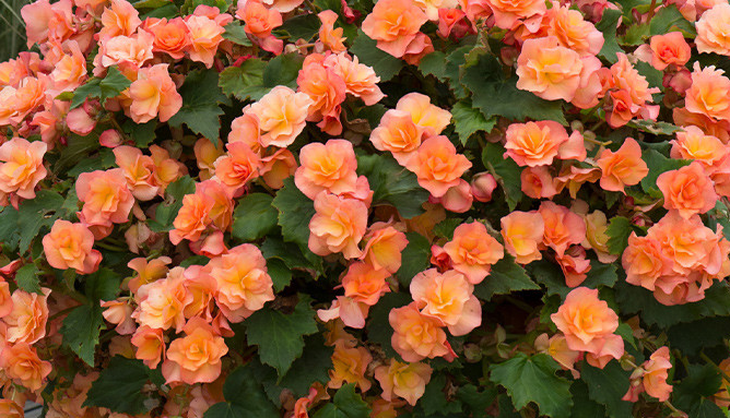 Begonia Patio Collection 5 Bulbs
