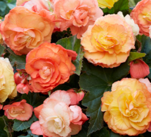 Begonia Superba Bolero 1 Bulb