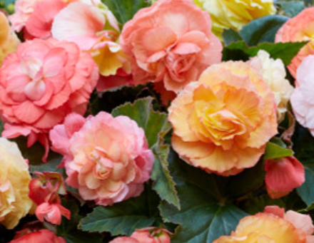 Begonia Superba Bolero 1 Bulb