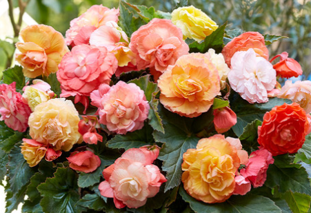 Begonia Superba Bolero 1 Bulb