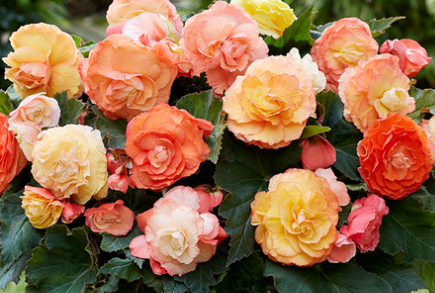 Begonia Superba Bolero 1 Bulb