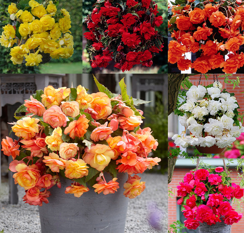 Giant Pendula Begonia Collection 6 Bulbs