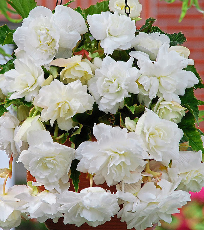 Giant Pendula Begonia Collection 6 Bulbs