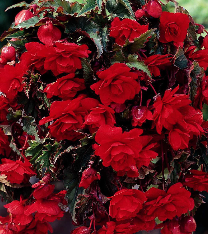 Giant Pendula Begonia Collection 6 Bulbs