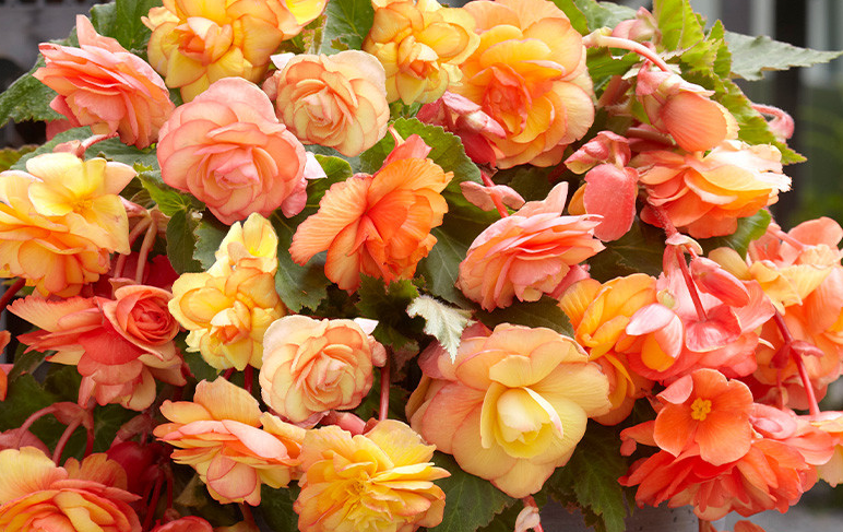 Giant Pendula Begonia Collection 6 Bulbs