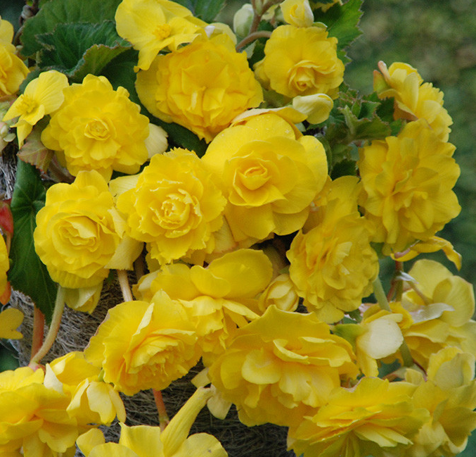 Giant Pendula Begonia Collection 6 Bulbs