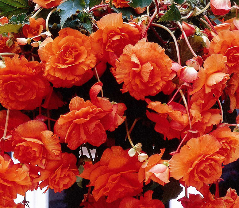 Giant Pendula Begonia Collection 6 Bulbs
