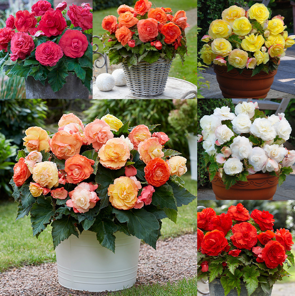 Begonia Superba Collection 6 Bulbs