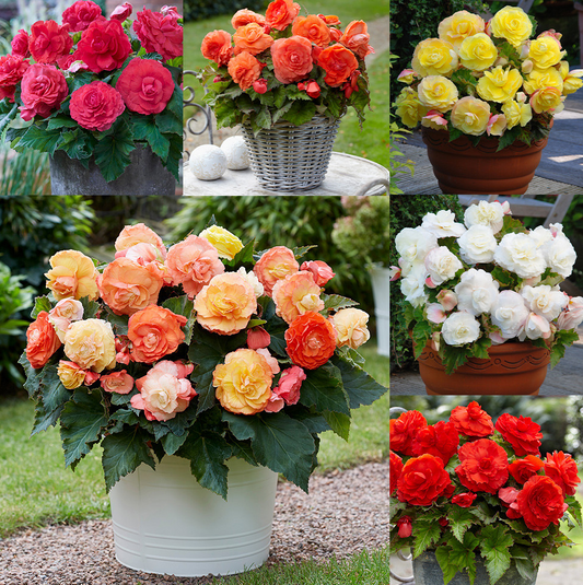 Begonia Superba Collection 6 Bulbs