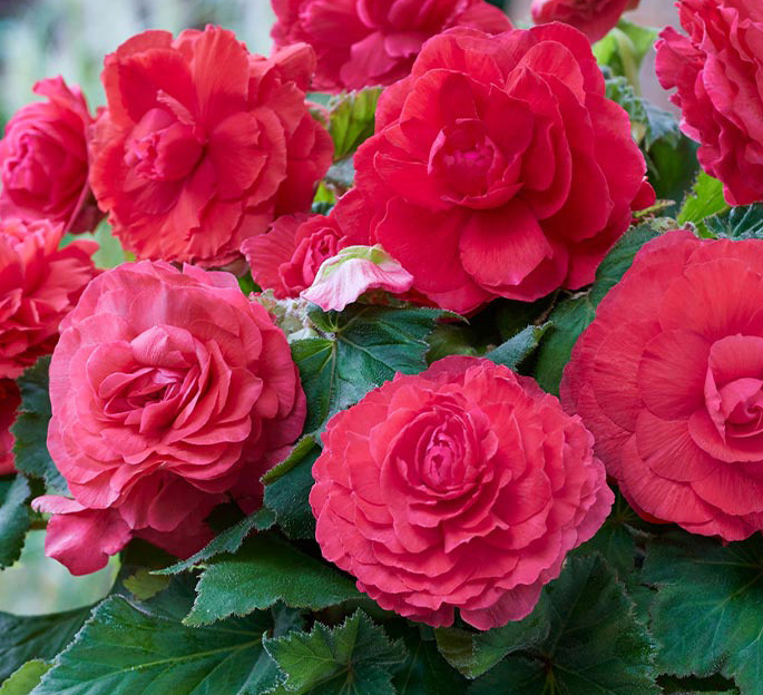 Begonia Superba Collection 6 Bulbs