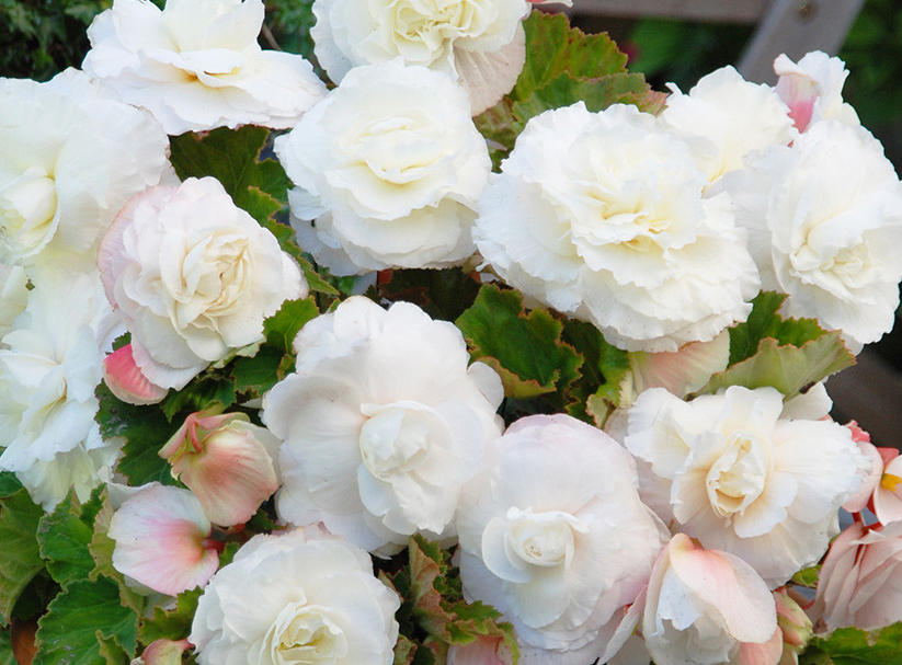 Begonia Superba Collection 6 Bulbs