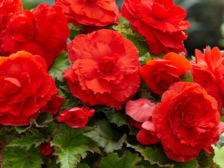 Begonia Superba Collection 6 Bulbs