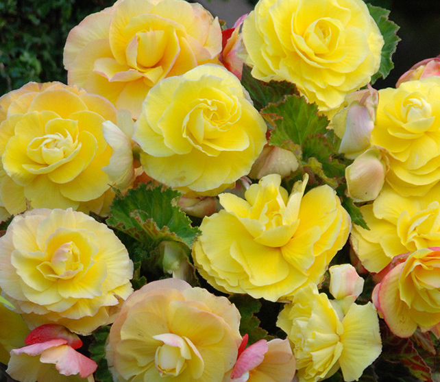 Begonia Superba Collection 6 Bulbs