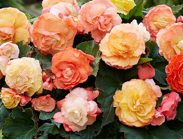 Begonia Superba Collection 6 Bulbs