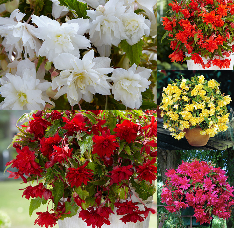 Cascading Begonias Collection 5 Bulbs