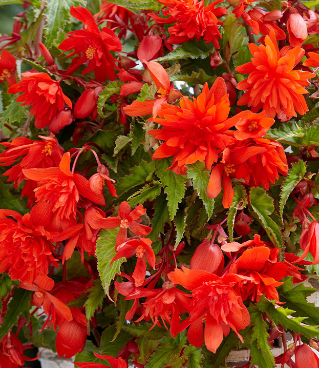 Cascading Begonias Collection 5 Bulbs