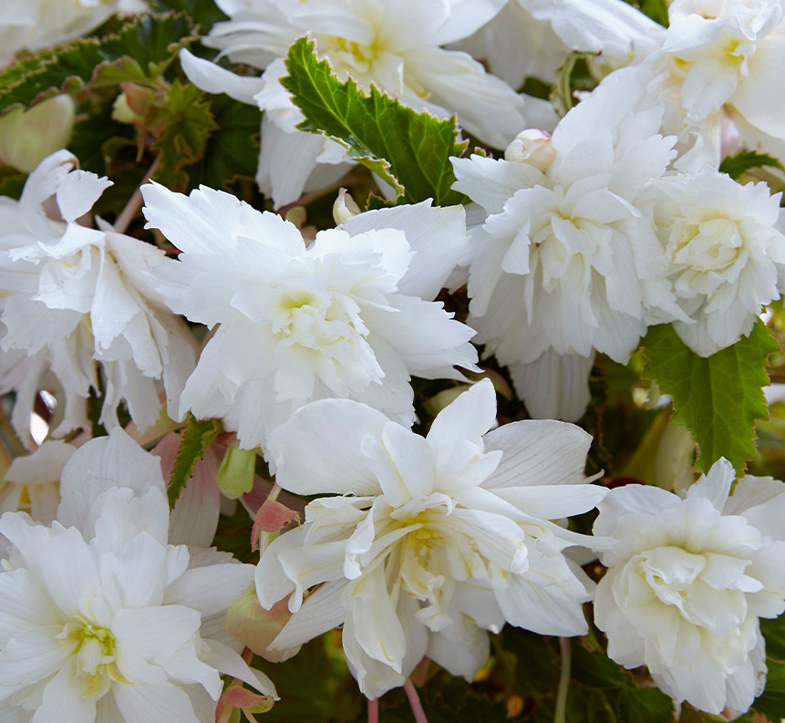 Cascading Begonias Collection 5 Bulbs