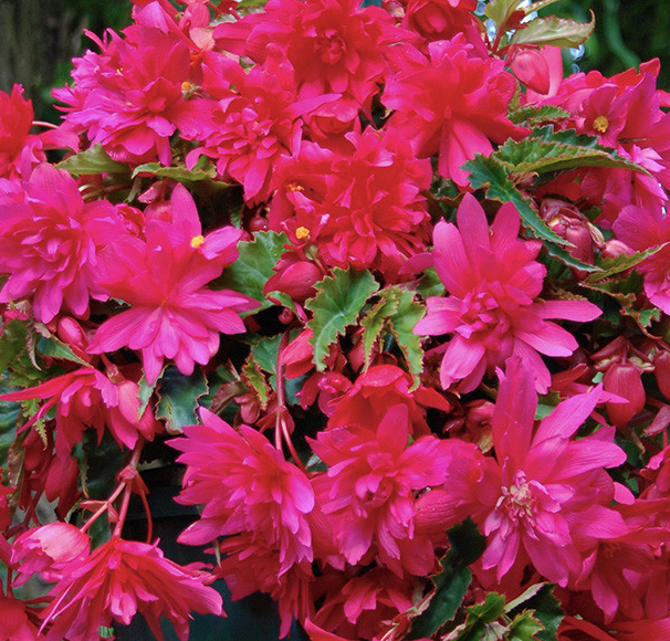 Cascading Begonias Collection 5 Bulbs