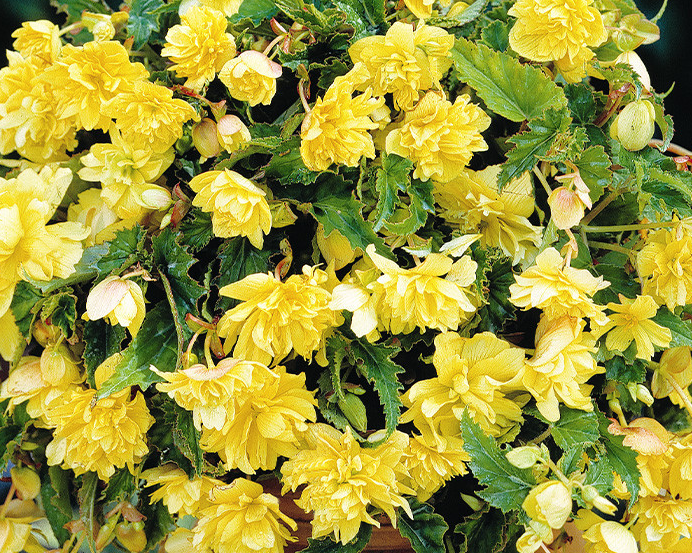 Cascading Begonias Collection 5 Bulbs