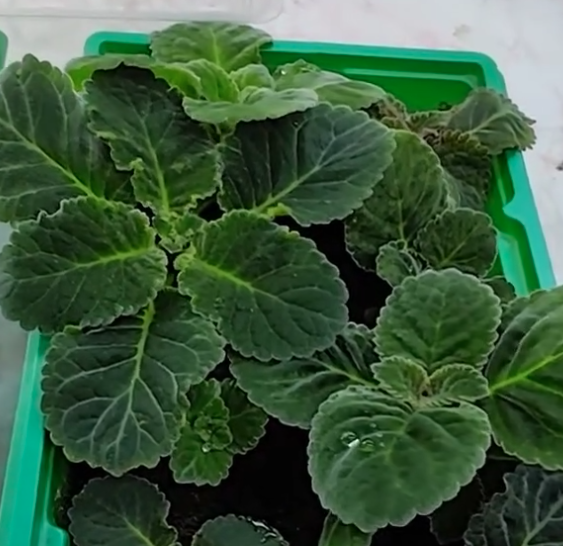 Gloxinia Tyson 1 Bulb