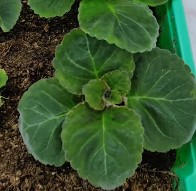 Gloxinia Tyson 1 Bulb