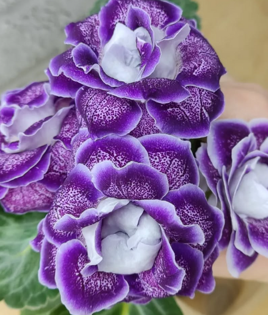 Gloxinia  Mother-of-pearl buttons 1 Bulb