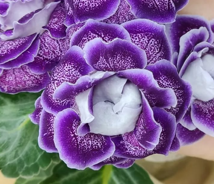Gloxinia  Mother-of-pearl buttons 1 Bulb