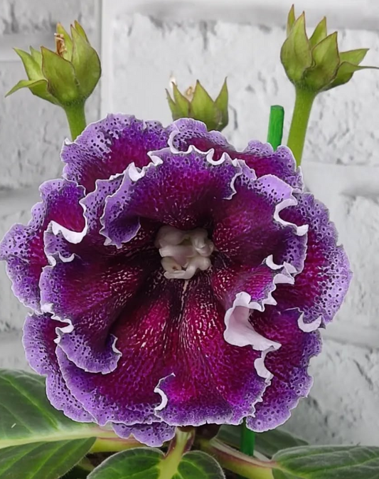 Gloxinia Chameleon 1 Bulb