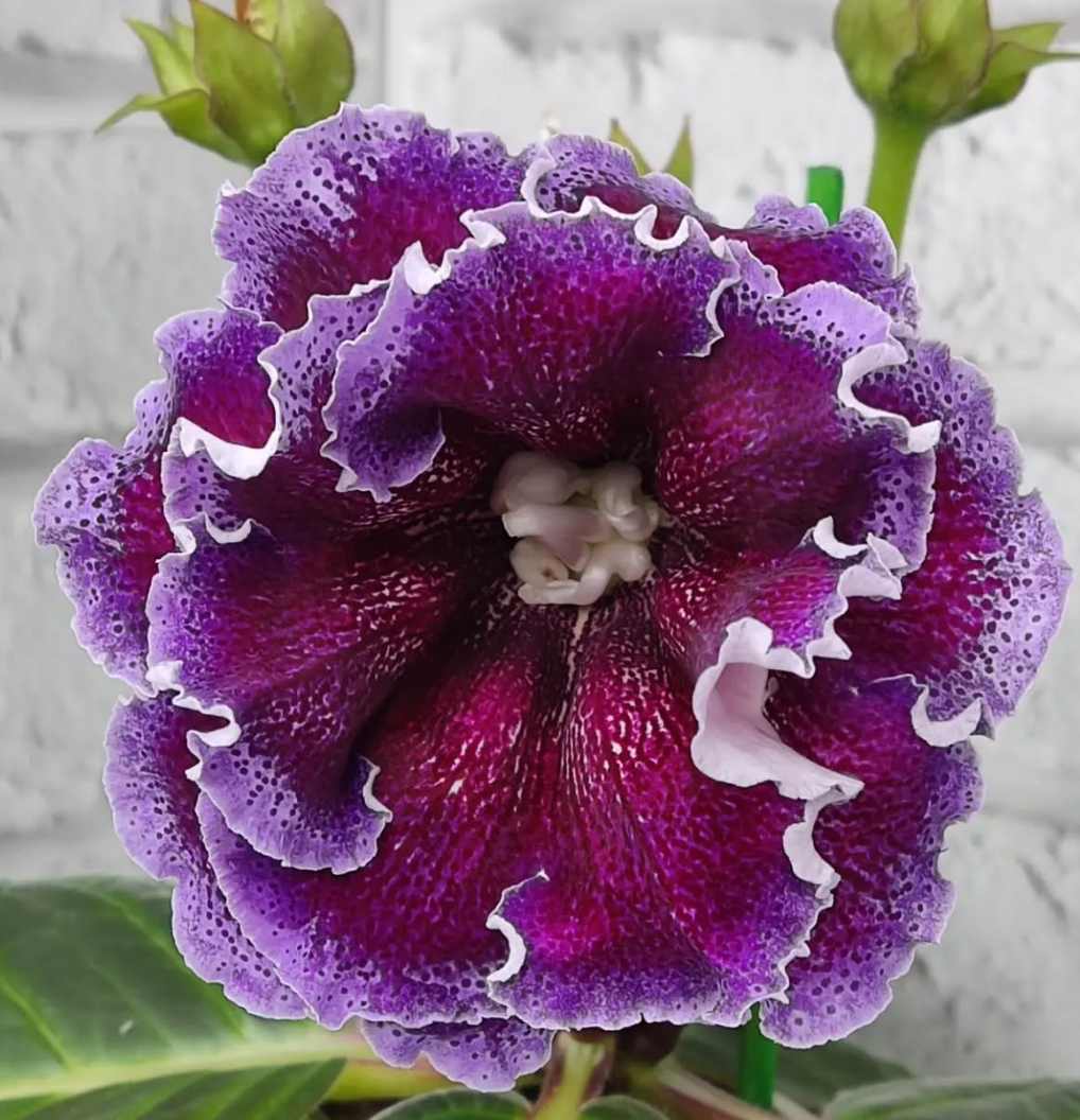 Gloxinia Chameleon 1 Bulb