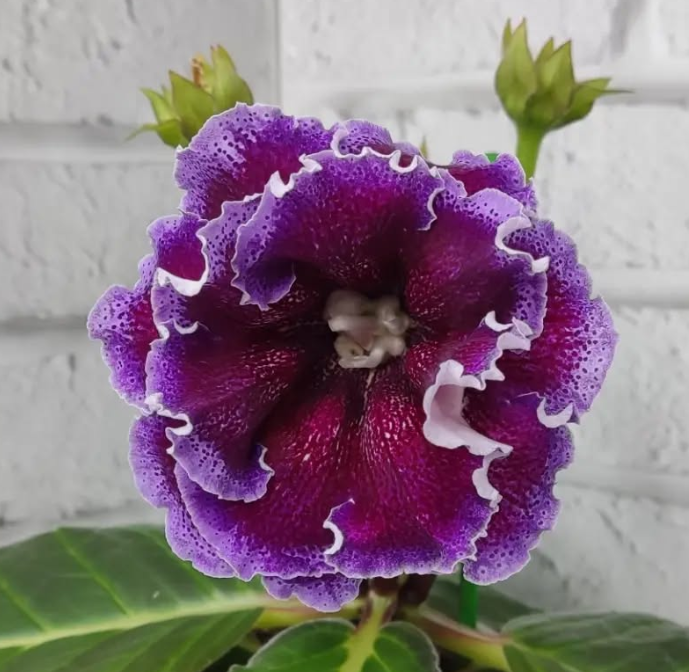 Gloxinia Chameleon 1 Bulb