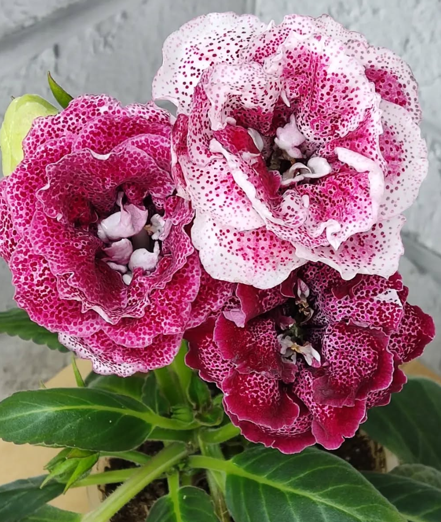 Gloxinia Carlos Santana 1 Bulb