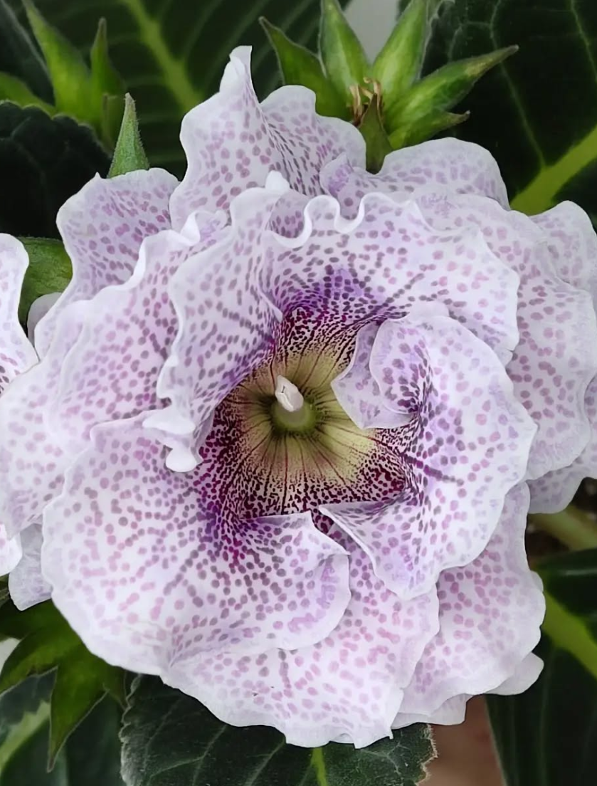 Gloxinia Lavender sugar 1 Bulb