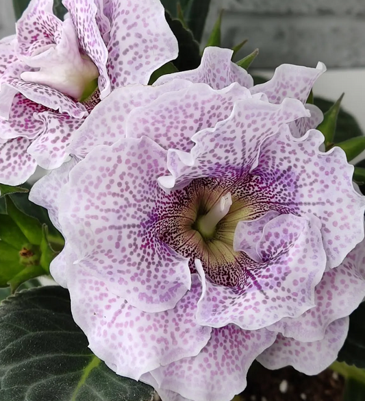 Gloxinia Lavender sugar 1 Bulb
