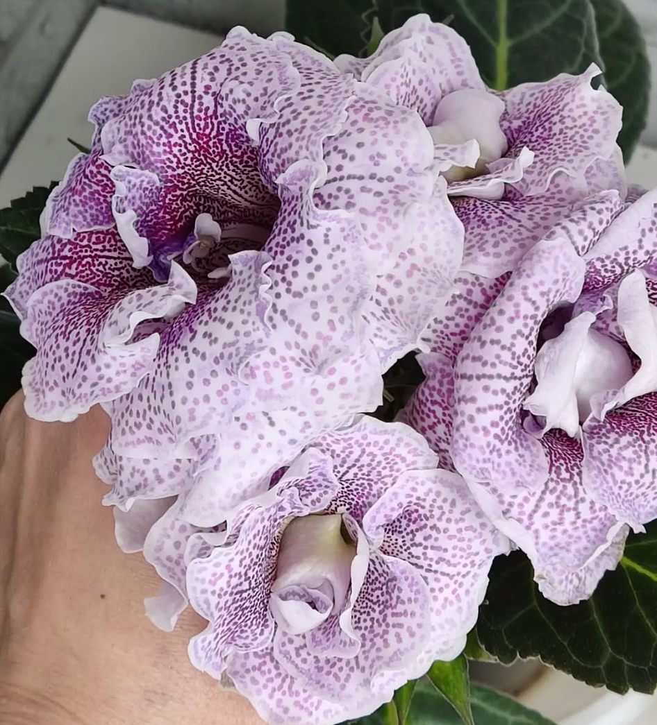 Gloxinia Lavender sugar 1 Bulb